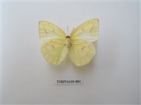 藏品(遷粉蝶)的圖片